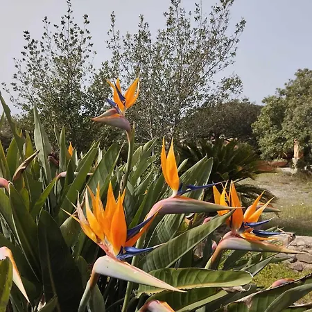 Riccio Di Mare Sardinia Feriehus *